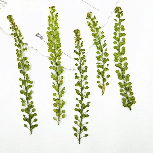 Real Pressed Lepidium Leaves, Green Floral Foliage Stems (12 PCS)