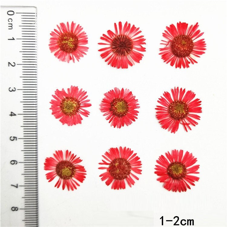 Red Pressed Needle Chrysanthemum Flowers: Craft Supply (12 PCS)