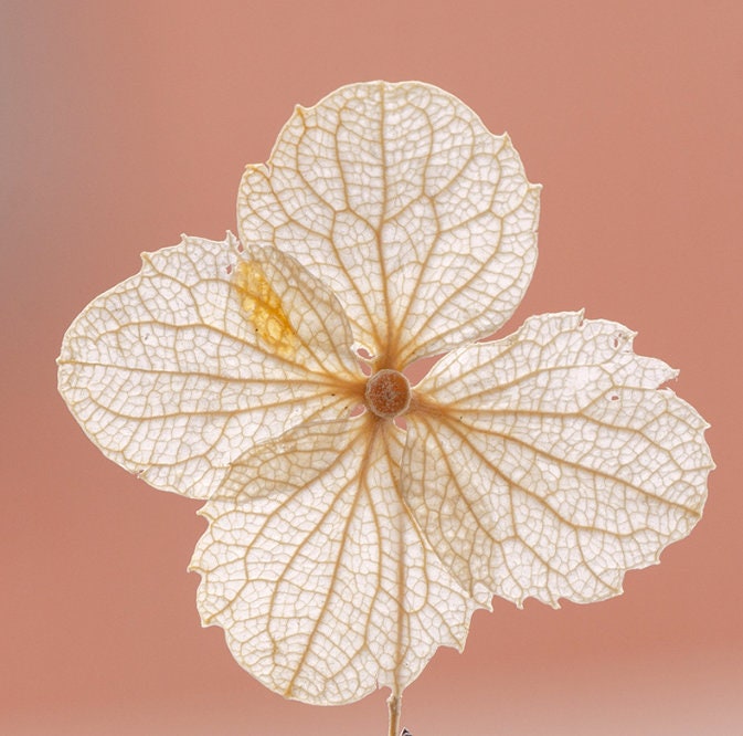 Natural White Hydrangea Dried Flowers - 12PCS Pack dry flower,Pressed flowers