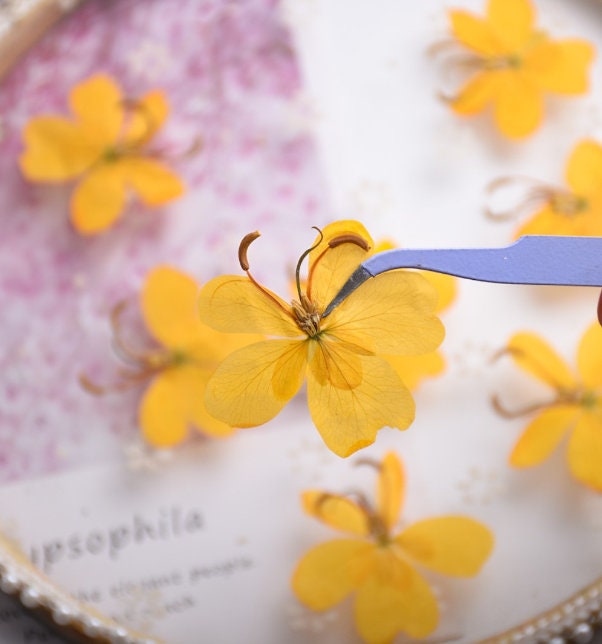 Pressed Cassia Seed Petals: Orange Yellow Dried Flowers (6 PCS/Pack)