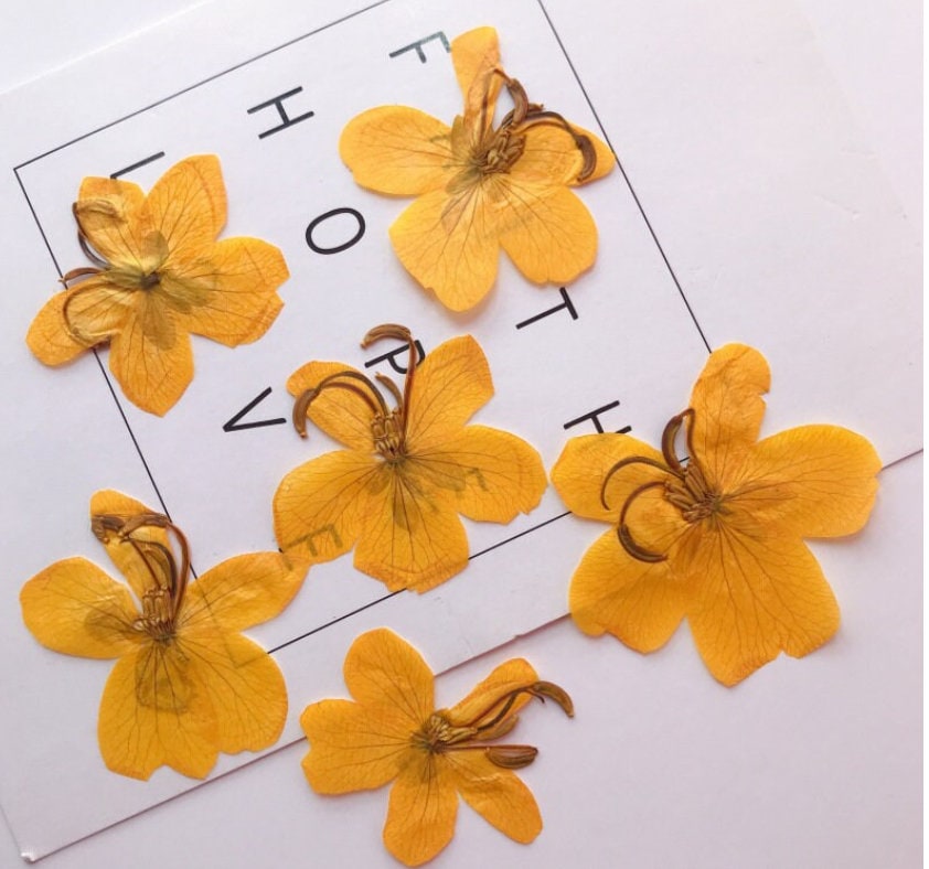 Pressed Cassia Seed Petals: Orange Yellow Dried Flowers (6 PCS/Pack)