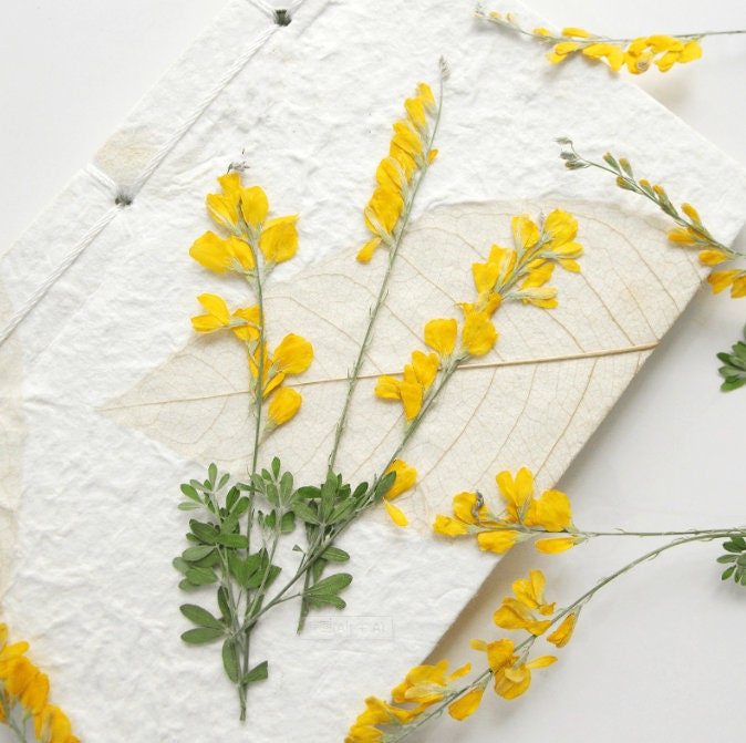 Yellow Pressed Flower Stems, Natural Dried Flowers, 6 PCS