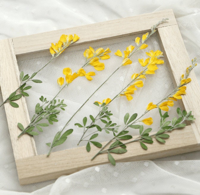 Yellow Pressed Flower Stems, Natural Dried Flowers, 6 PCS