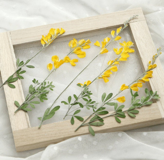 Yellow Pressed Flower Stems, Natural Dried Flowers, 6 PCS