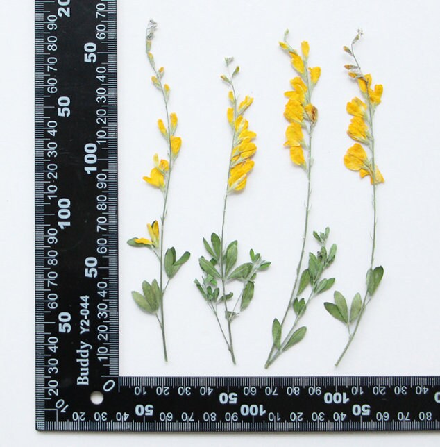 Yellow Pressed Flower Stems, Natural Dried Flowers, 6 PCS