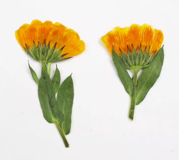Pressed Calendula Flowers: Orange Floral Petals (12 PCS)