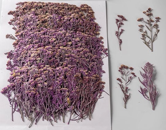 12 PCS Purple Pressed Flowers: Tiny Real Dried Flower Stems Pressed dry flowers