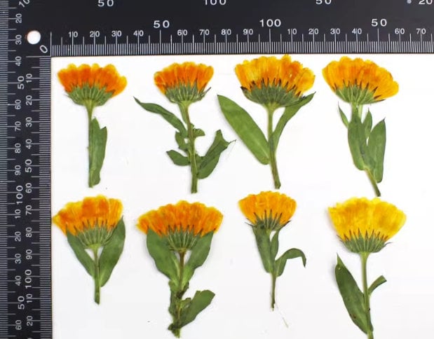 Pressed Calendula Flowers: Orange Floral Petals (12 PCS)