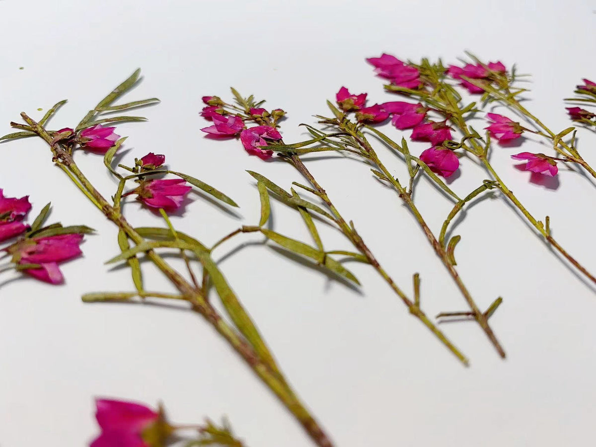 Rose Red Pressed Dried Flowers, Real Flower Stems (6 PCS)