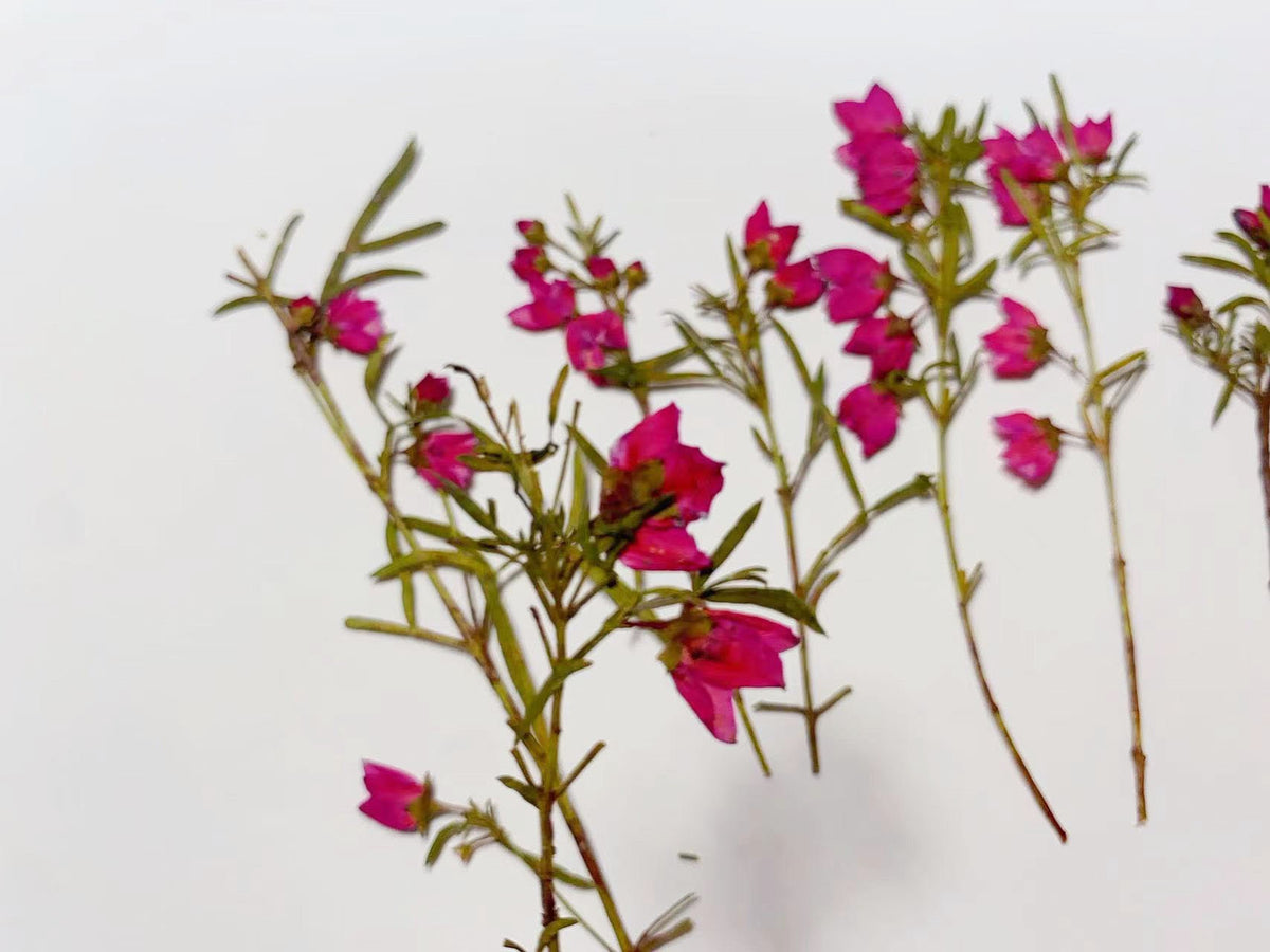 Rose Red Pressed Dried Flowers, Real Flower Stems (6 PCS)