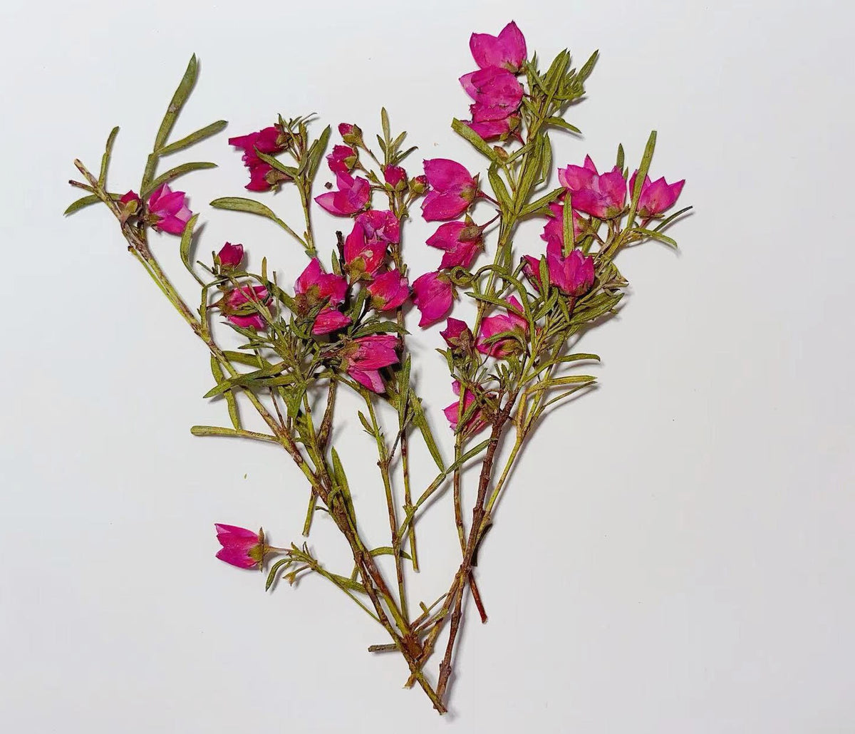 Rose Red Pressed Dried Flowers, Real Flower Stems (6 PCS)
