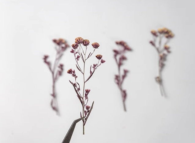 12 PCS Purple Pressed Flowers: Tiny Real Dried Flower Stems Pressed dry flowers