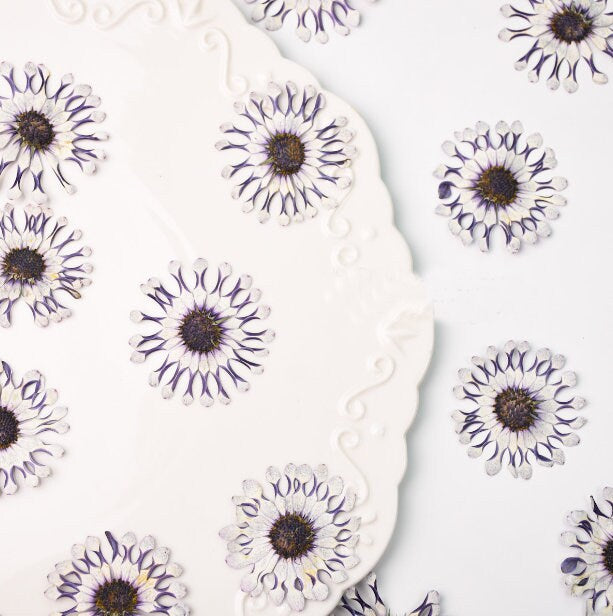 Pressed flower,6PCS/Pack,dried flower,large purple white dried flower,Real Blue flower,dried flower petals,dried white purple flowers