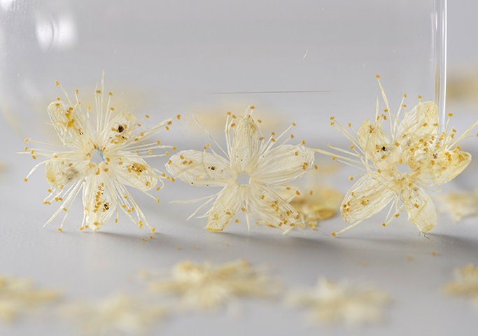 Pressed flower,Pressed Symplocos paniculata,12 PCS/Pack,beige dried flower,Real beige flower,dried flower petals,Small dried flowers