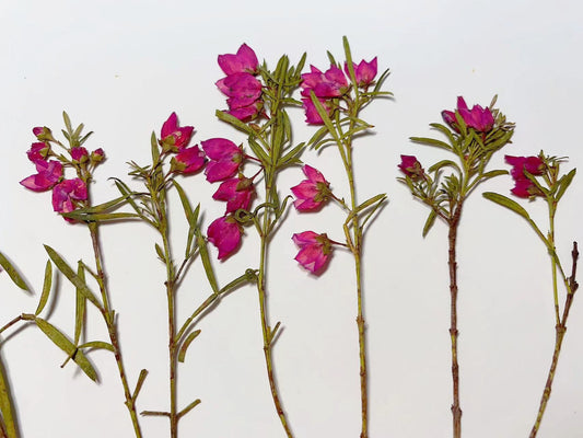Rose Red Pressed Dried Flowers, Real Flower Stems (6 PCS)