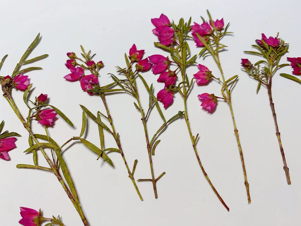 Rose Red Pressed Dried Flowers, Real Flower Stems (6 PCS)