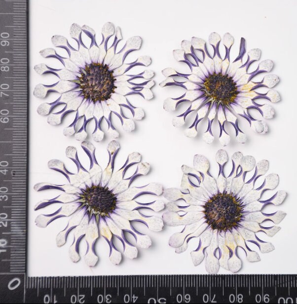 Pressed flower,6PCS/Pack,dried flower,large purple white dried flower,Real Blue flower,dried flower petals,dried white purple flowers