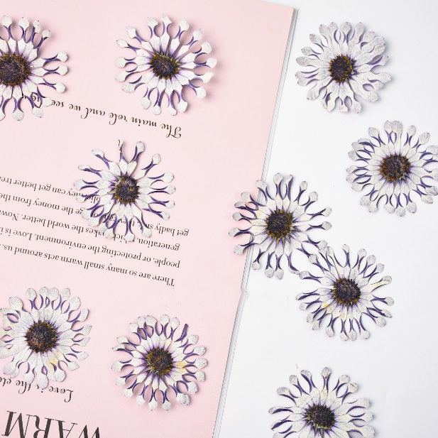 Pressed flower,6PCS/Pack,dried flower,large purple white dried flower,Real Blue flower,dried flower petals,dried white purple flowers