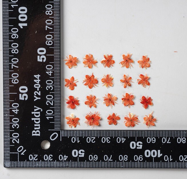 Pressed flower,Pressed Symplocos paniculata,12 PCS/Pack,Orange dried flower,Real orange flower,dried flower petals,Small dried flowers