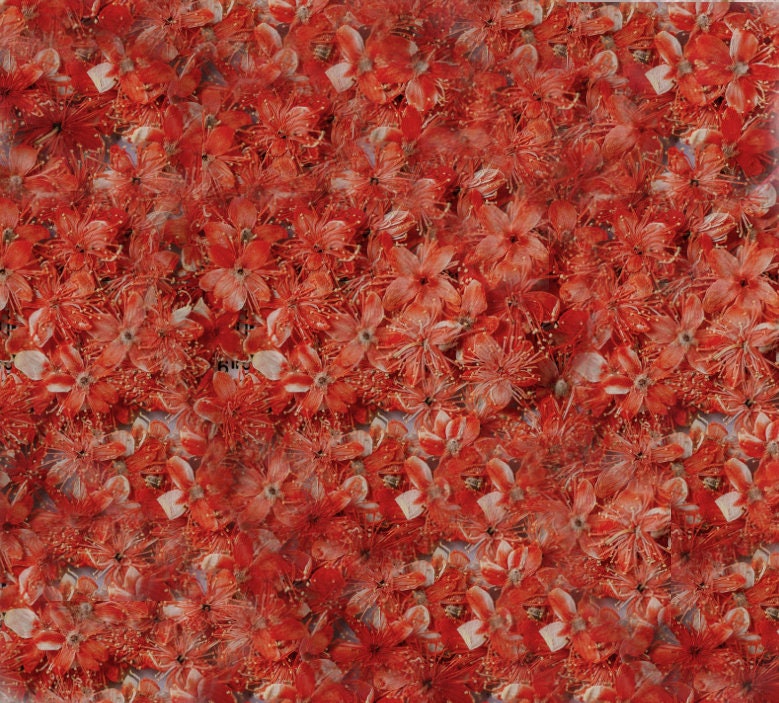 Pressed flower,Pressed Symplocos paniculata,12 PCS/Pack,Orange dried flower,Real orange flower,dried flower petals,Small dried flowers