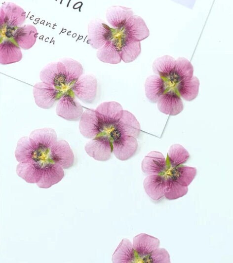 Pink Pressed Flowers, Invitation Embellishments, Resin Art Supplies (8 PCS)