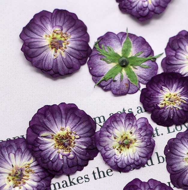pressed flowers,purple pressed flowers,10 PCS/Pack,purple mini rose flower,Dried flower,Purple Rose Dried Flower,rose pressed flower