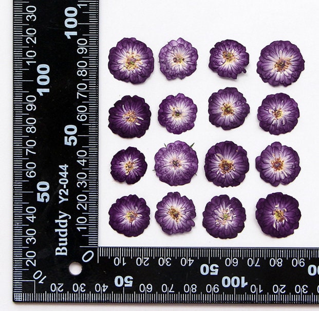 pressed flowers,purple pressed flowers,10 PCS/Pack,purple mini rose flower,Dried flower,Purple Rose Dried Flower,rose pressed flower