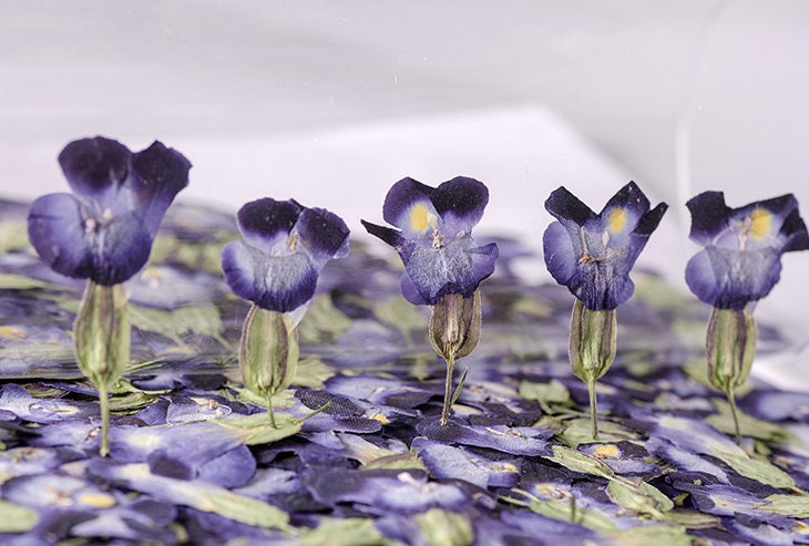Summer Viola Pressed Flowers, 12 PCS Bulk, Resin Crafts