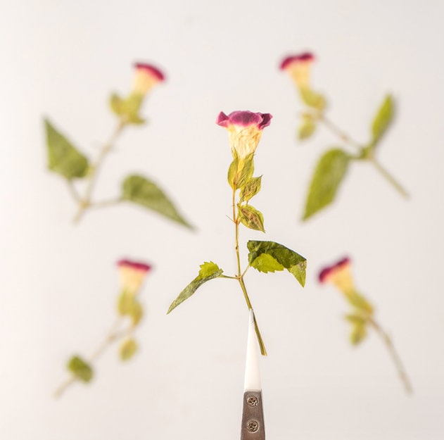 Red Rose Pressed Flowers: Dried Floral Stems, Crafts (8 PCS/pack) dry flower,Pressed flowers