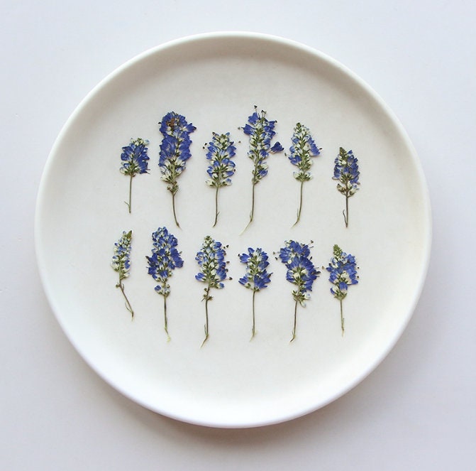 Dried Pressed Blue Sage Flowers - 12 PCS - Craft Supplies