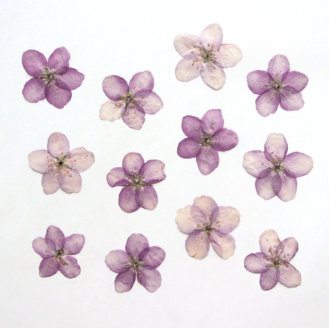 Light Purple Pressed Begonia Flowers - 12 PCS Craft Supply