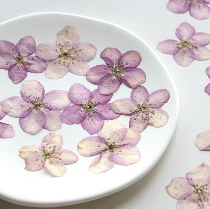 Light Purple Pressed Begonia Flowers - 12 PCS Craft Supply
