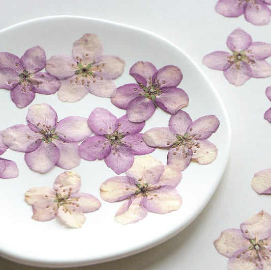 Light Purple Pressed Begonia Flowers - 12 PCS Craft Supply