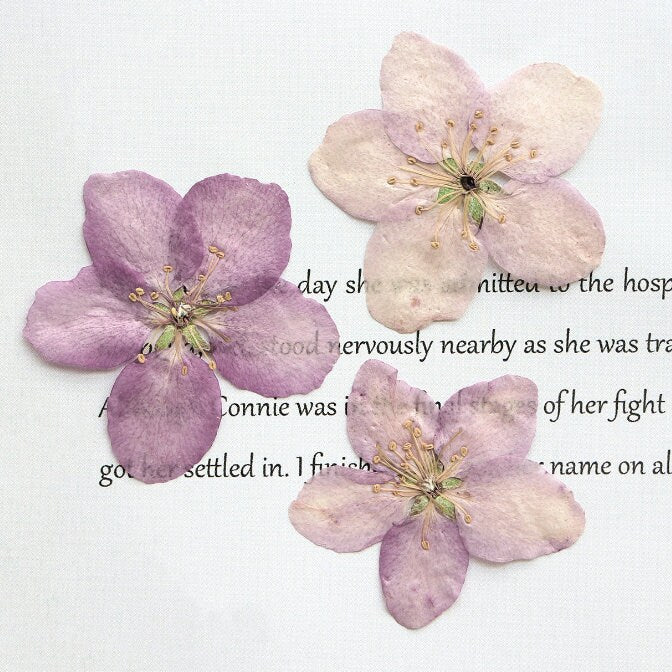 Light Purple Pressed Begonia Flowers - 12 PCS Craft Supply