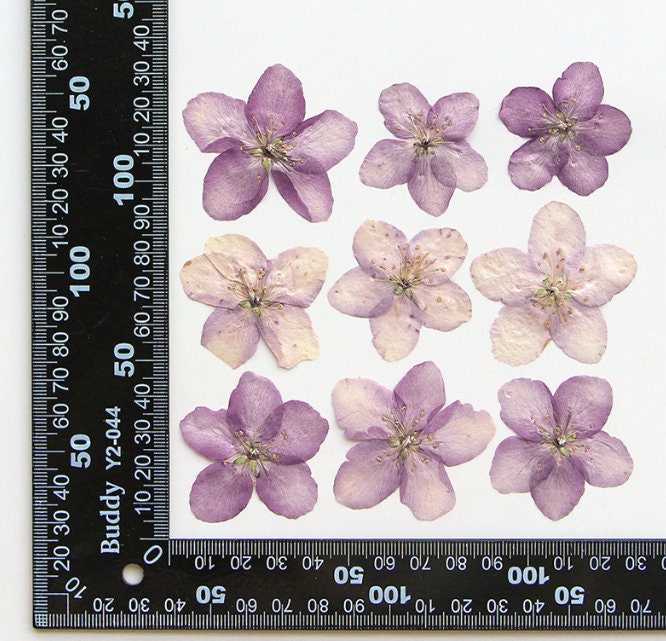 Light Purple Pressed Begonia Flowers - 12 PCS Craft Supply