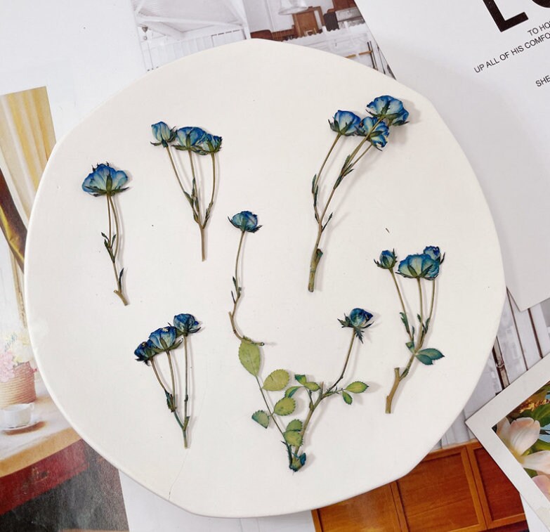 Dried Pressed flower,blue Rose Stems Pressed,6 PCS/Pack, Real Dry Rose Flower Stems Tiny, Rose Buds Dry Preserved Flowers Small Rose Buds