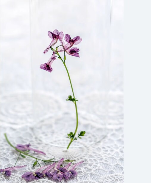 Pressed Light Purple Flowers: Real Dried Flower Stems, Resin Crafts (8 PCS/Pack)