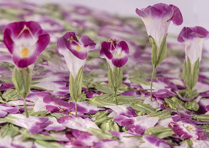 Rose Color Pressed Summer Viola Flowers - 12 PCS Bulk