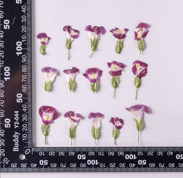 Rose Color Pressed Summer Viola Flowers - 12 PCS Bulk