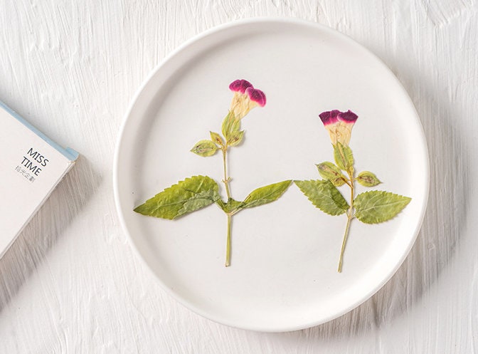 Red Rose Pressed Flowers: Dried Floral Stems, Crafts (8 PCS/pack) dry flower,Pressed flowers