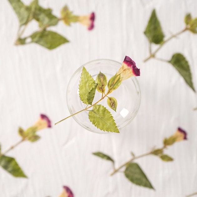 Red Rose Pressed Flowers: Dried Floral Stems, Crafts (8 PCS/pack) dry flower,Pressed flowers