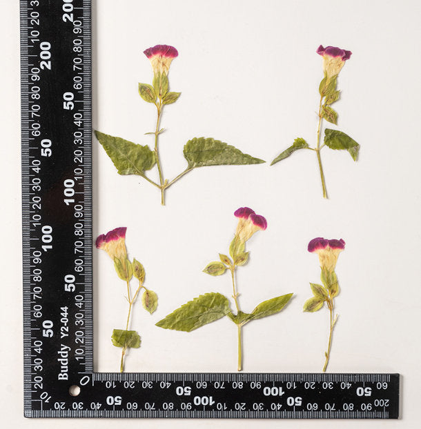 Red Rose Pressed Flowers: Dried Floral Stems, Crafts (8 PCS/pack) dry flower,Pressed flowers