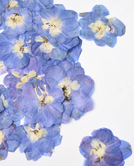 Pressed Blue Flowers: Natural Dried Floral, 6 PCS