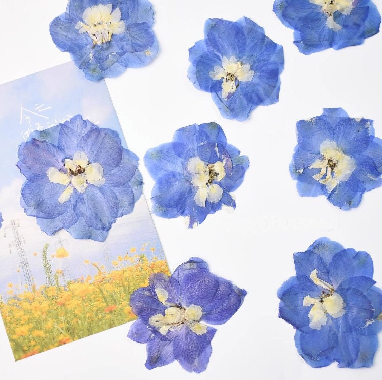 Pressed Blue Flowers: Natural Dried Floral, 6 PCS