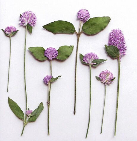 Purple Pressed Flowers: Natural Dried Floral Stems, 6 PCS