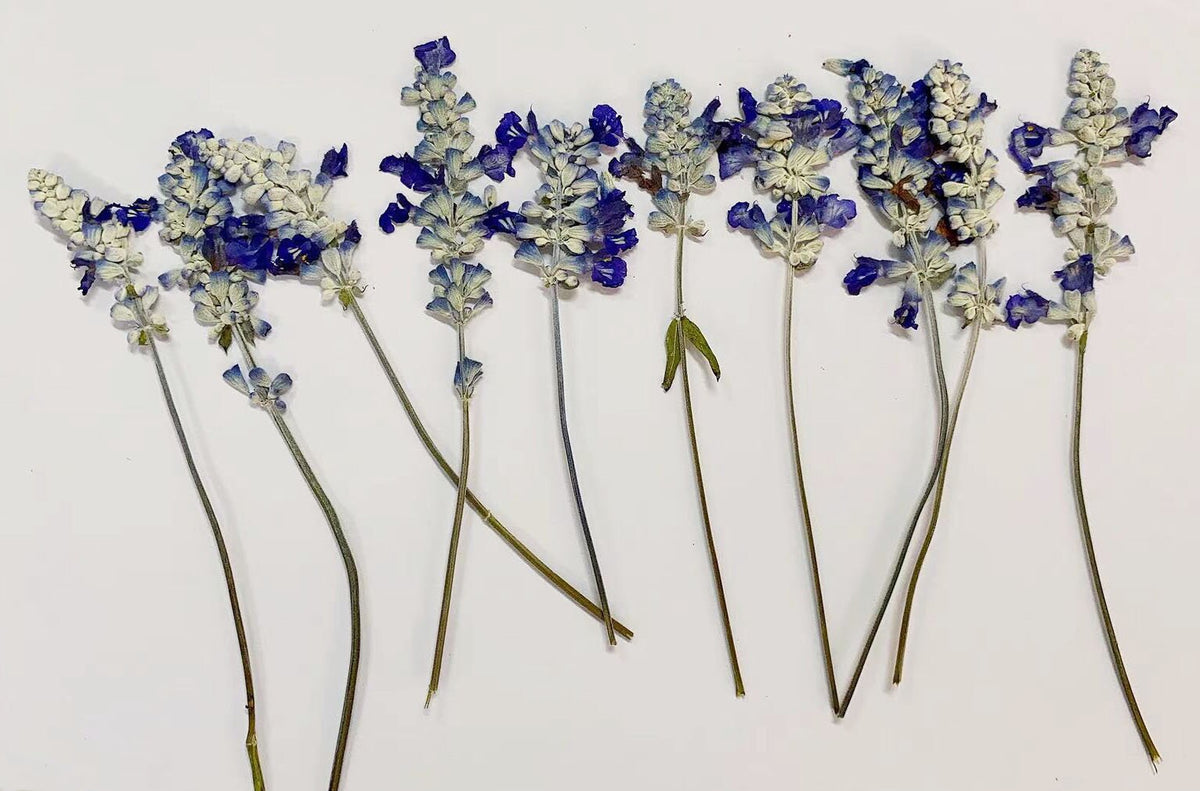 Dried Lavender Stems: Blue & White Wedding Flowers (Set of 6 PCS, 8-10cm
