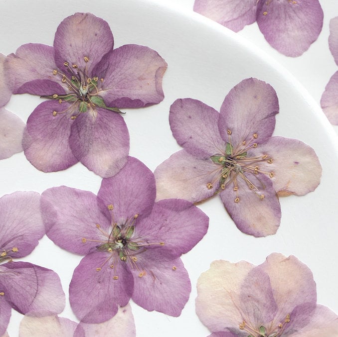 Light Purple Pressed Begonia Flowers - 12 PCS Craft Supply