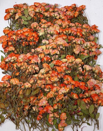 Dried Pressed flower,Orange Rose Stems Pressed,6 PCS/Pack, Real Dry Rose Flower Stems Tiny, Rose Buds Dry Preserved Flowers Small Rose Buds