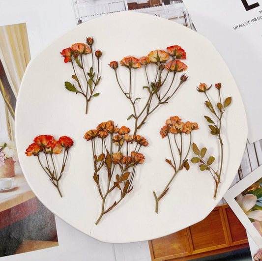 Dried Pressed flower,Orange Rose Stems Pressed,6 PCS/Pack, Real Dry Rose Flower Stems Tiny, Rose Buds Dry Preserved Flowers Small Rose Buds
