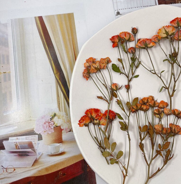 Dried Pressed flower,Orange Rose Stems Pressed,6 PCS/Pack, Real Dry Rose Flower Stems Tiny, Rose Buds Dry Preserved Flowers Small Rose Buds